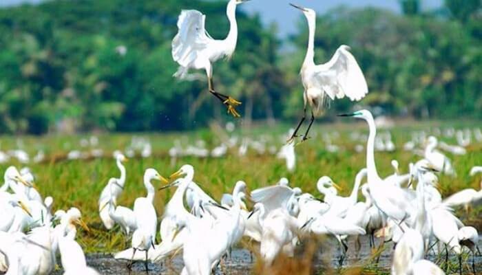 Oceana Hills Residency Otel Alappuzha Dış mekan fotoğraf